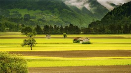 乡间景色