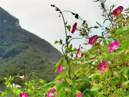 大青山中赏野花