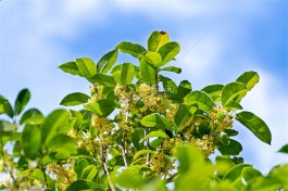 桂花树下的茶花