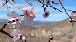 花动一山春色