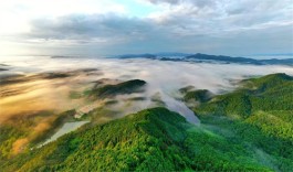 山这边，是茶香萦绕的梦