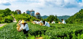 走进英德寻香品茗 领略英德最美的茶园风光