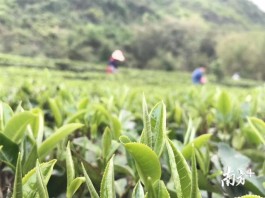 英德红茶春茶四月初全面开采 受强寒潮影响部分茶园减产