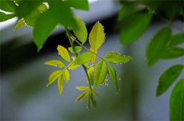 夏雨