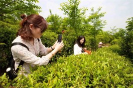 宁强县：茶旅融合发展 赋能乡村振兴