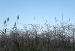 秋雨里的回忆