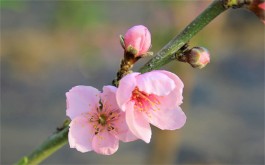 桃树开花了