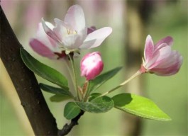 人间芳菲四月天