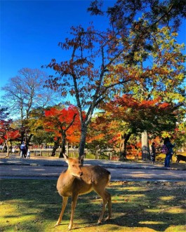 枫叶的梦