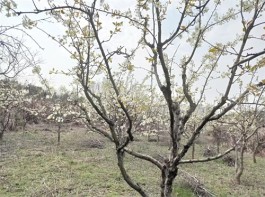 东方山梨花赋