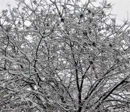 来自于昨晚的雪