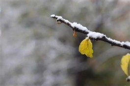 初雪