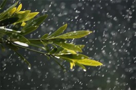 夏雨