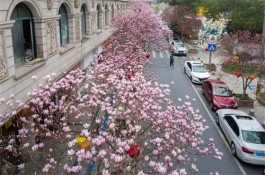 玉兰花开颐阳路