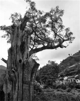 黟山榧香越千年