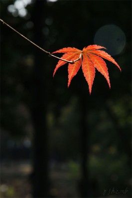 秋天的味道