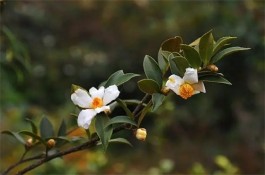 油茶花（外二首）