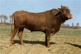 琼北乡间的牛或朱顶红