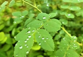 雨天的心情