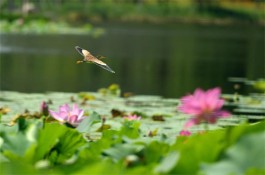 我家的“生物链”