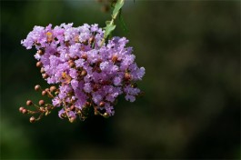 紫薇花开如烟霞