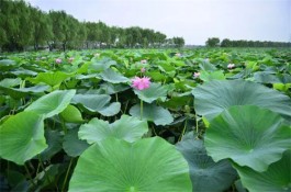 我所居兮，莲花湖边