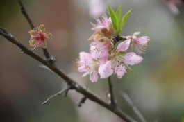 古人眼里的桃花