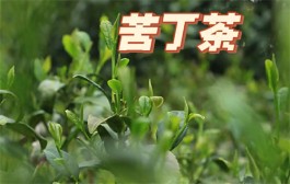 海口苦丁茶（外一章）