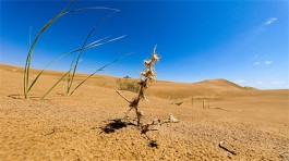 一根枯草