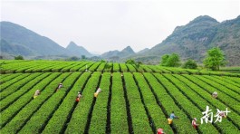 春茶品“鲜”正当时，英德红茶四月初将全面开采