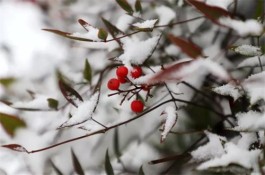 立冬，第一场雪花