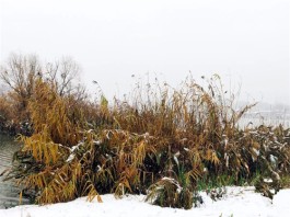 去年冬天第一场雪，在他乡