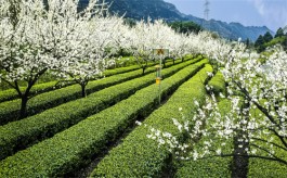 春意漫茶山