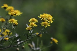 野菊花