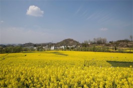 乡村三月，油菜花开