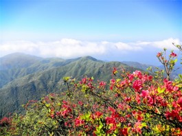 我在姑婆山巅等你