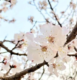 雾里看花