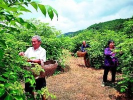 坳上腊米分外香