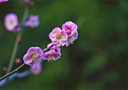 插枝梅花迎新年