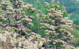 茶马古道上的楸树