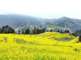 油菜花开满眼春