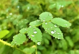 盼雨的想法